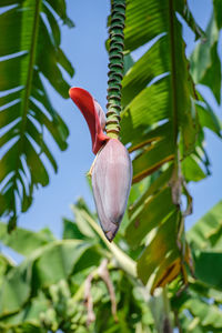 Close-up of red flowering plant