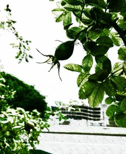 Low angle view of flowering plant on tree against sky