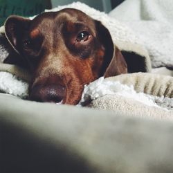 Close-up of dog resting