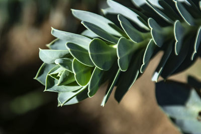 Close-up of white flowering plant