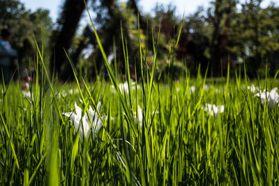 Close-up of fresh green grass in field