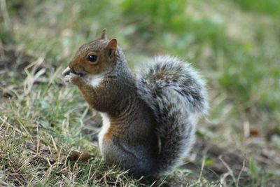 Squirrel on field