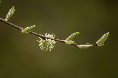 Close-up of flowering plant