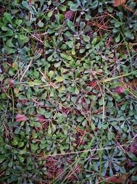 High angle view of plants growing on field