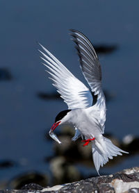 Close-up of bird flying against blurred background