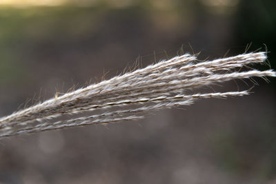 Close-up of silver grass growing outdoors during autumn