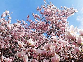 Low angle view of pink cherry blossoms in spring