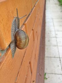 High angle view of snail