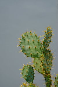 Close-up of prickly pear cactus against clear sky