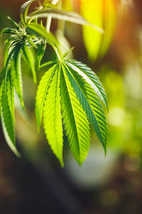 Young leaf of marijuana plant detail at sunset.