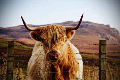 Cow standing on field against sky