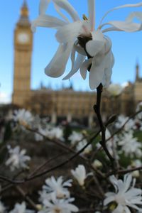 Close-up of white flowers