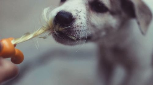 Close-up of dog