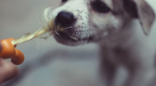 Close-up of dog pulling toy