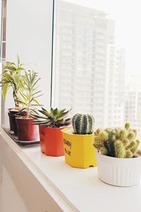 Potted plants on window sill