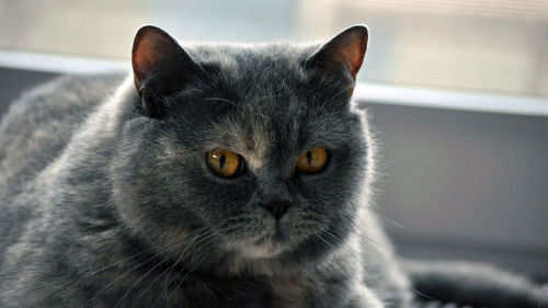 Close-up portrait of black cat