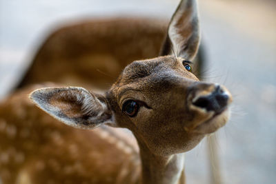 Close-up portrait of a dog