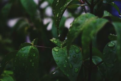 Close-up of fresh green leaf