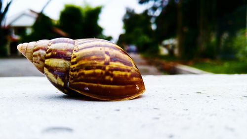 Close-up of snail