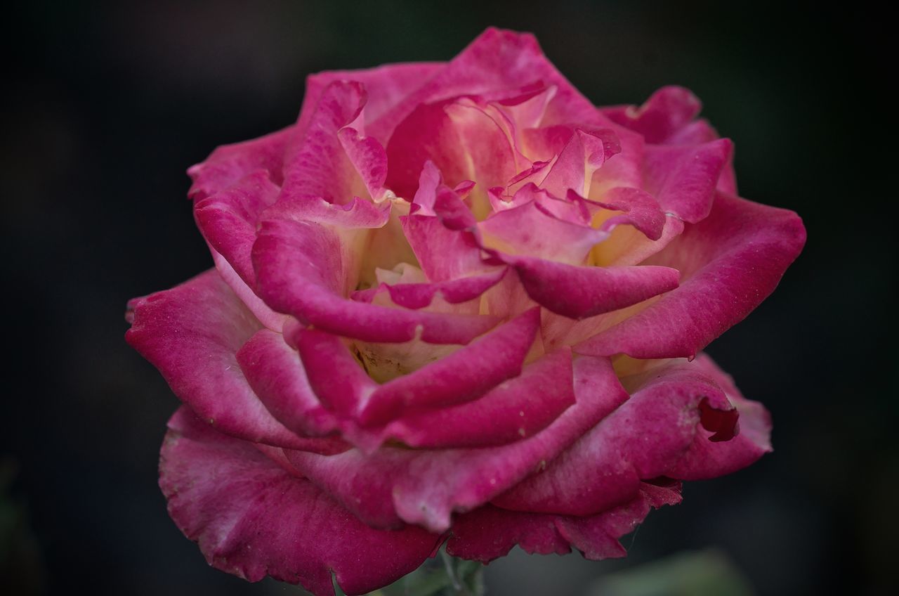 CLOSE-UP OF PINK ROSES