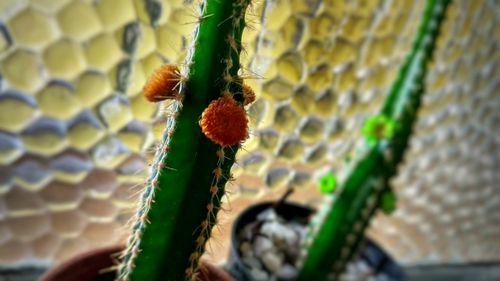 Close-up of prickly pear cactus