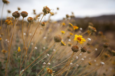 Close-up of flowering plant on field