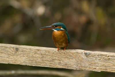 Close-up of bird perching on wooden post