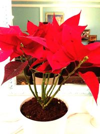 Close-up of red flowers