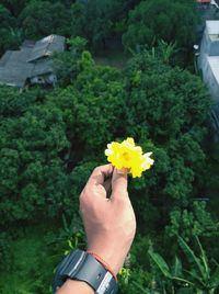 Beautiful flower in my hand