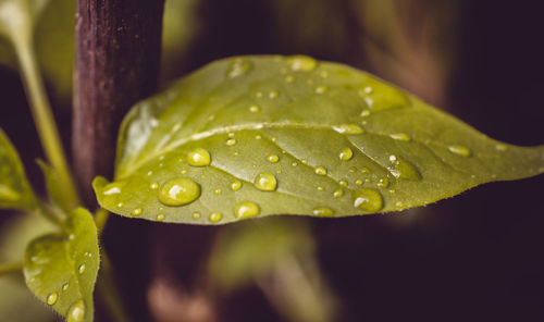 Close-up of wet leaf