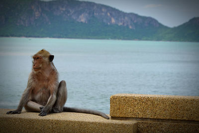 Monkey sitting on a mountain by lake