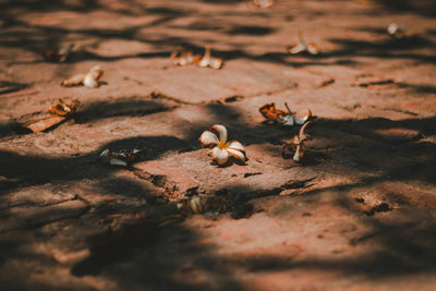 Close-up of fallen flowers on land