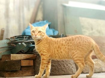 Portrait of ginger cat sitting