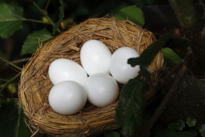 High angle view of eggs in nest