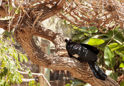 Close-up of bird perching on tree