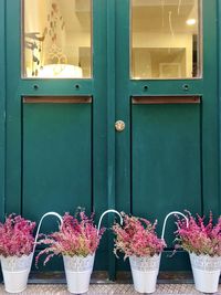 Potted plants on window sill
