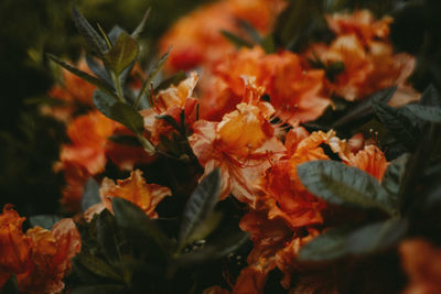 Close-up of orange flowering plant