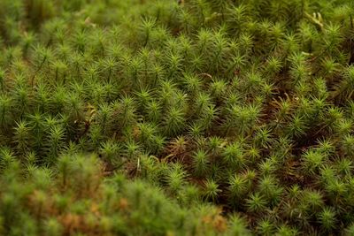 Full frame shot of grass