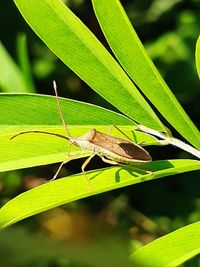 Close-up of insect on leaf