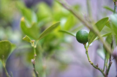 Close-up of citrus growing on tree