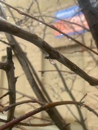 Close-up of bare tree branch