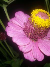 Close-up of pink flower blooming outdoors