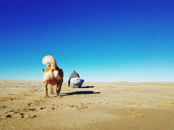 View of a dog on beach