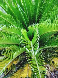 Close-up of fresh green plant