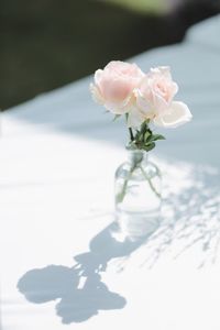 Close-up of pink flowers