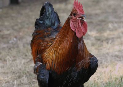 Close-up of rooster on field