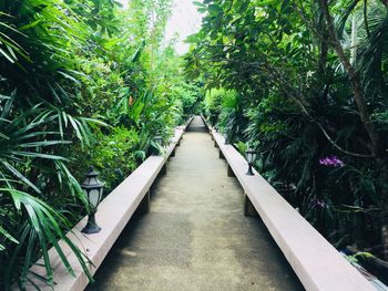 Walkway amidst plants and trees in garden