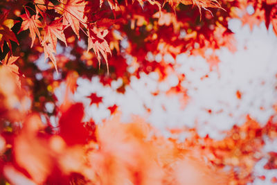 Close-up of maple leaves on tree