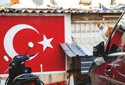 Cat on the background of the turkish flag