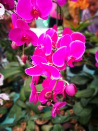 Close-up of pink flowers blooming outdoors